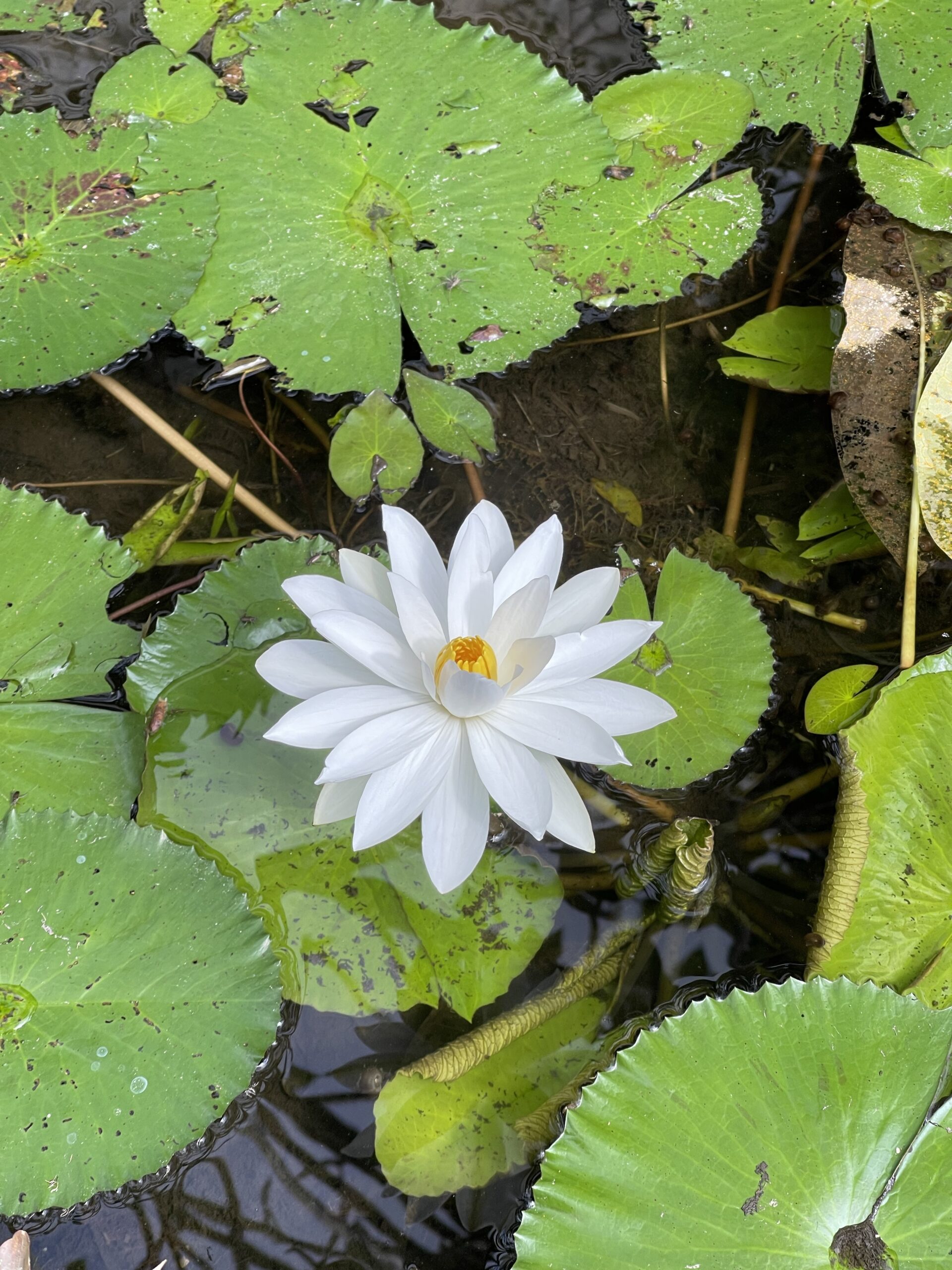 lotus on water